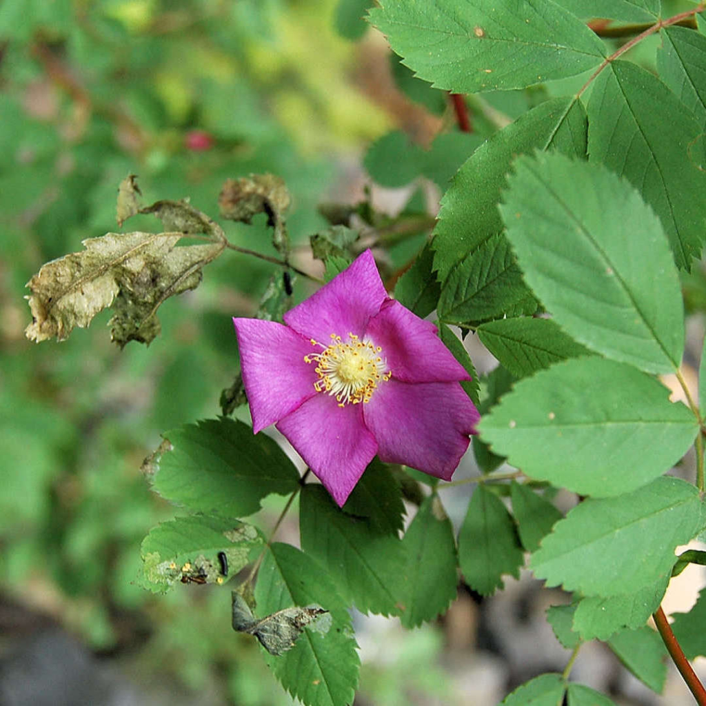 カリフォルニアワイルドローズ(California Wild Rose)と思われる花