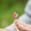 フラワーエッセンスのための植物観察