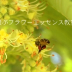 飛ぶフラワーエッセンス教室