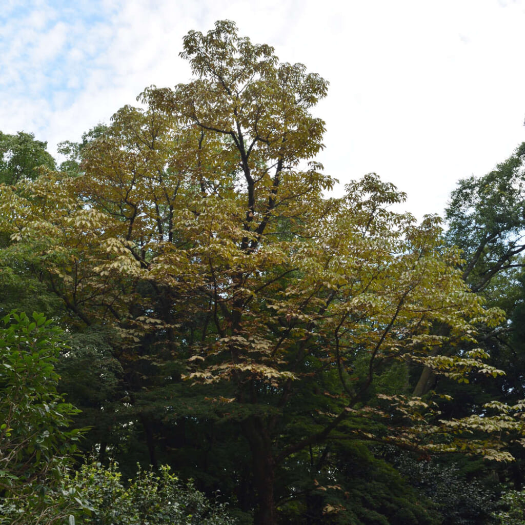 トチノキ (Aesculus turbinata) 2024/9/16