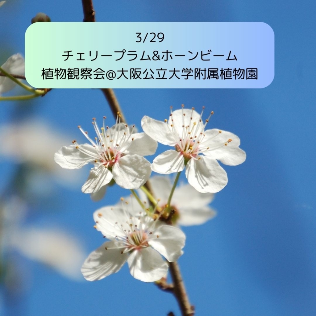 チェリープラム&ホーンビーム植物観察会 2025