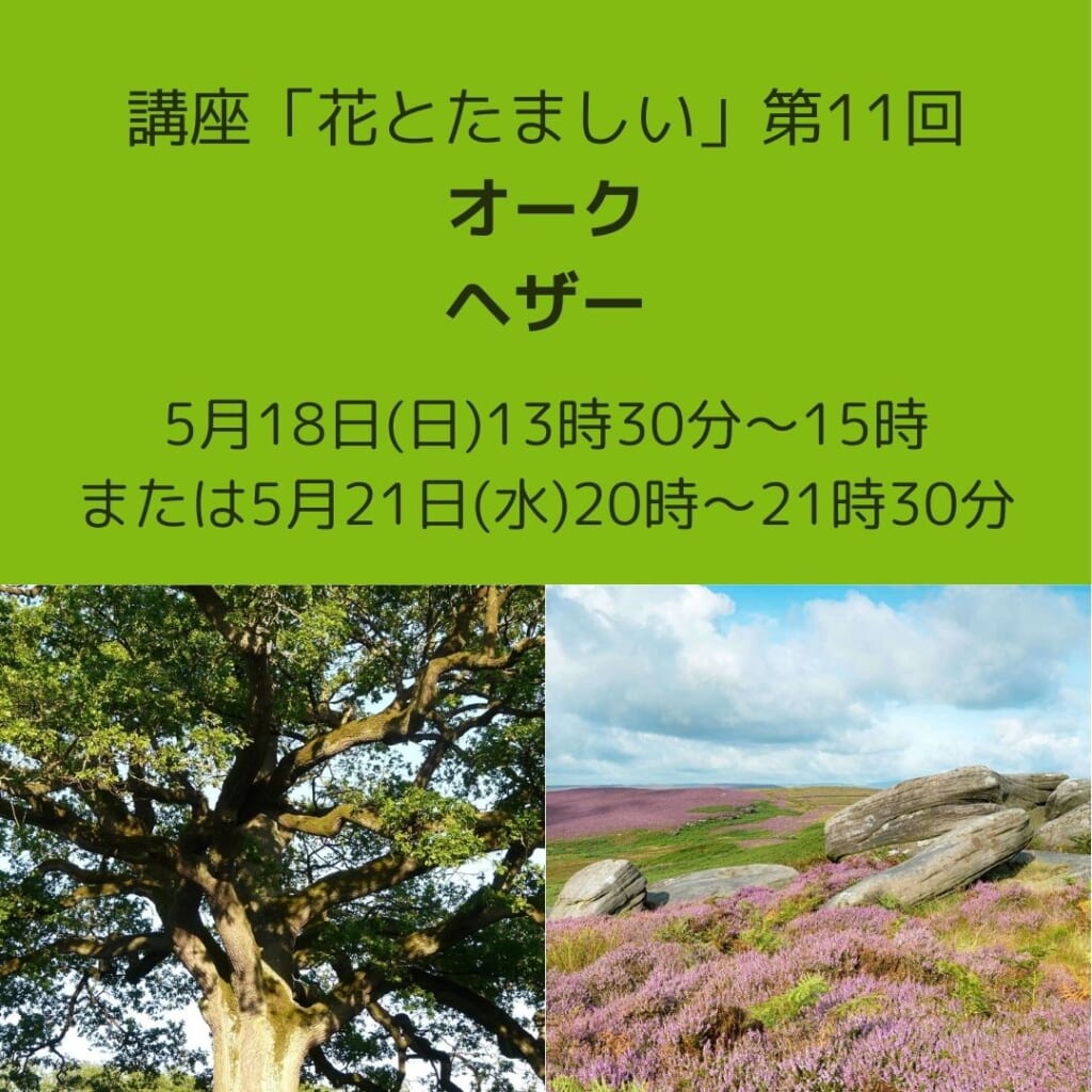 花とたましい第11回-オーク、ヘザー