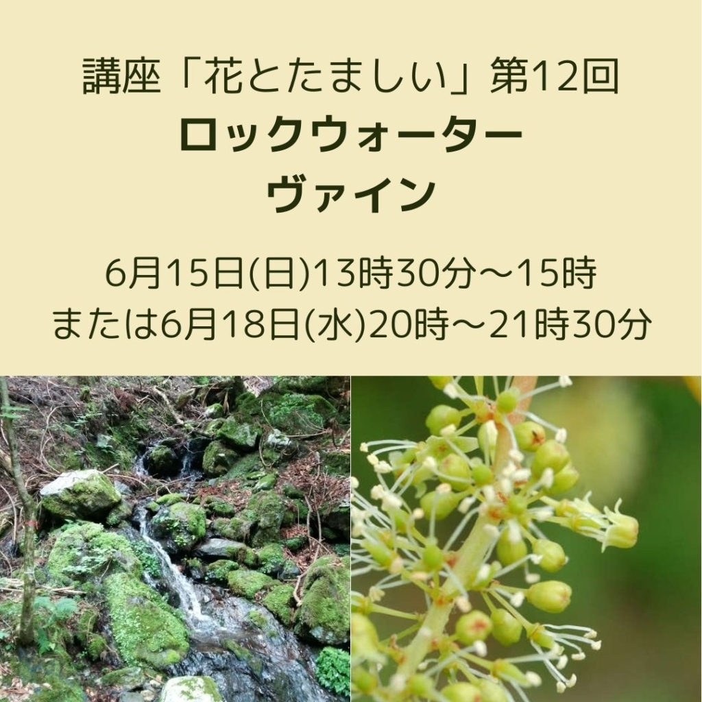 花とたましい第12回-ロックウォーター、ヴァイン