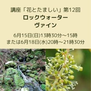 花とたましい第12回-ロックウォーター、ヴァイン