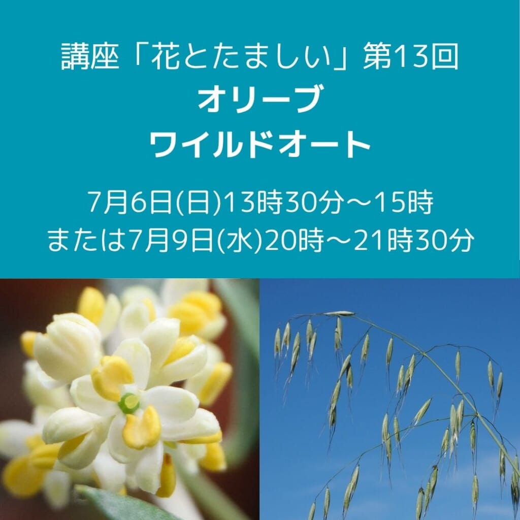 花とたましい第13回-オリーブ・ワイルドオート