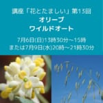 講座「花とたましい – Bachの38のエッセンスを深掘り」