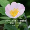 フラワーエッセンス講座基礎BACH1(オンライン)