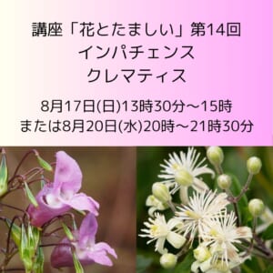 講座「花とたましい - Bachの38のエッセンスを深掘り」インパチェンス、クレマティス