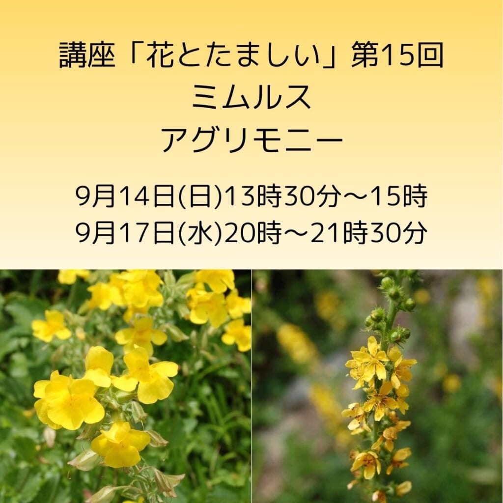 講座「花とたましい - Bachの38のエッセンスを深掘り」ミムルス・アグリモニー