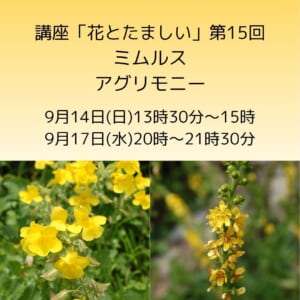 講座「花とたましい - Bachの38のエッセンスを深掘り」ミムルス・アグリモニー