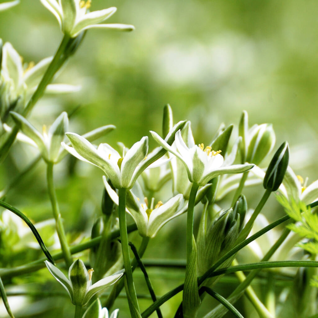 フラワーエッセンス植物観察上級講座の目指すところ