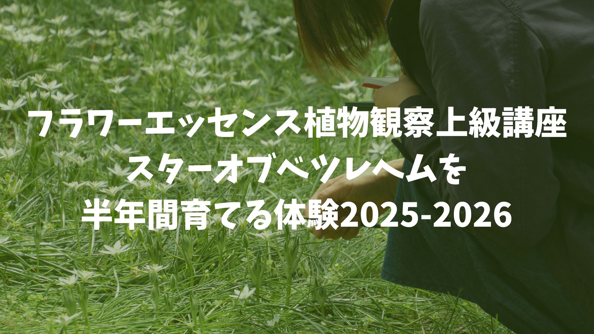 フラワーエッセンス植物観察上級講座｜スターオブベツレヘムを半年間育てる体験2025-2026