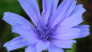 チコリのフラワーエッセンスと花