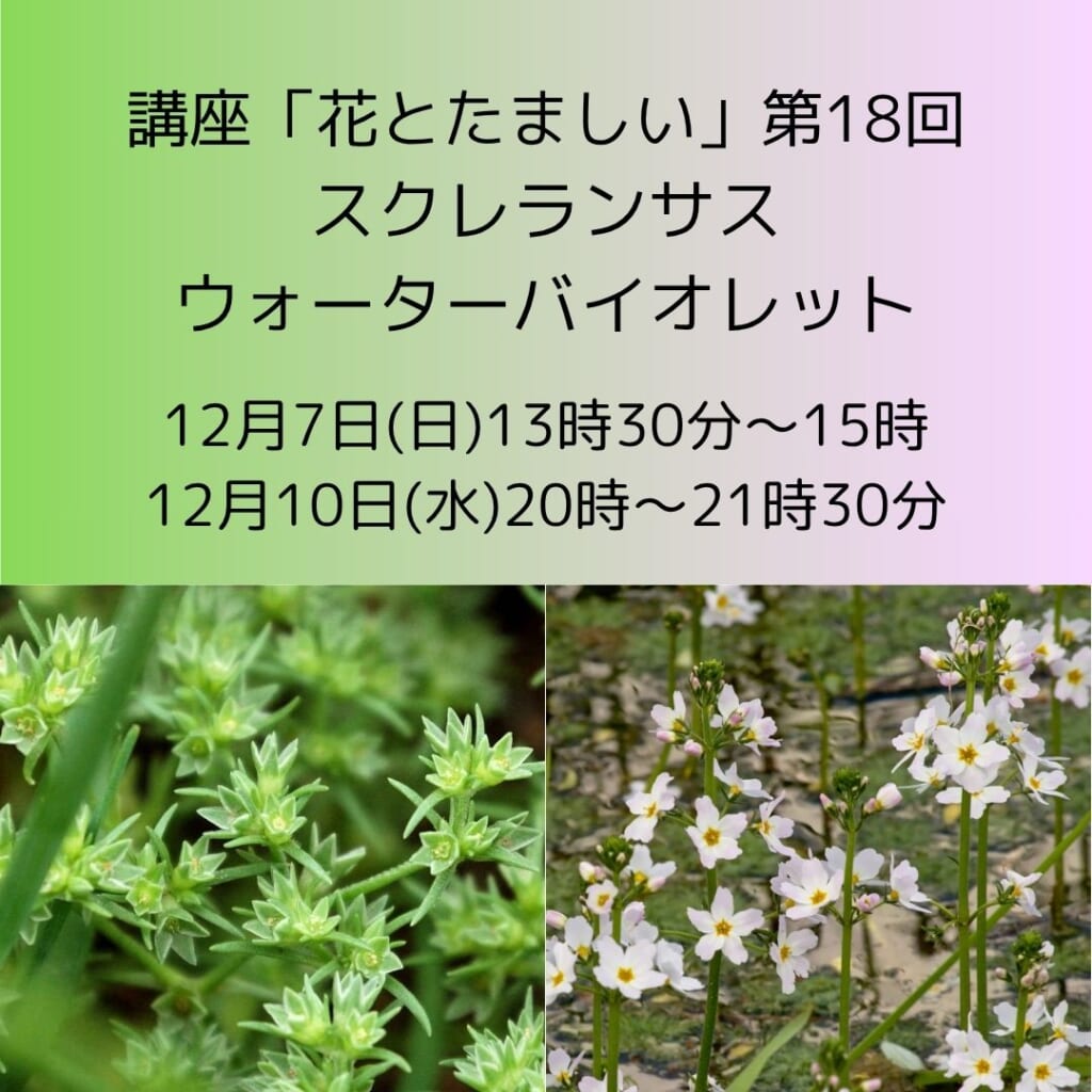 講座「花とたましい - Bachの38のエッセンスを深掘り」スクレランサス、ウォーターバイオレット
