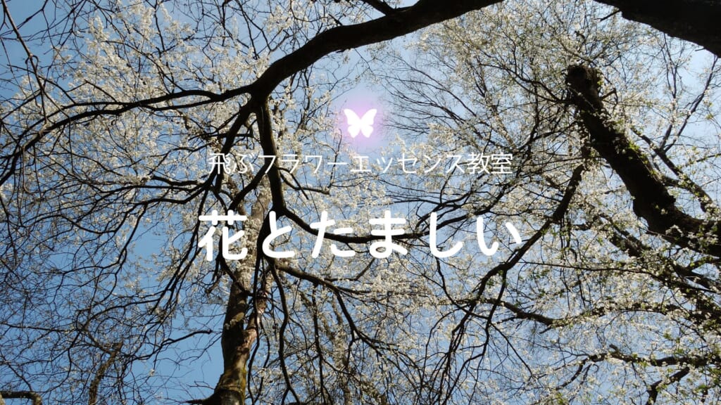 講座「花とたましい - Bachの38のエッセンスを深掘り」