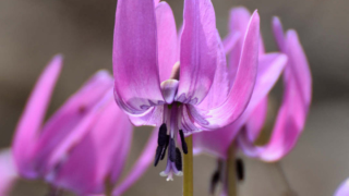 カタクリが咲くまで—見えないところで少しずつ育まれるもの