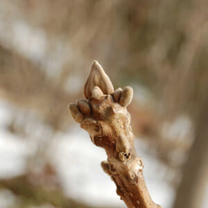 「裸芽」というかたち