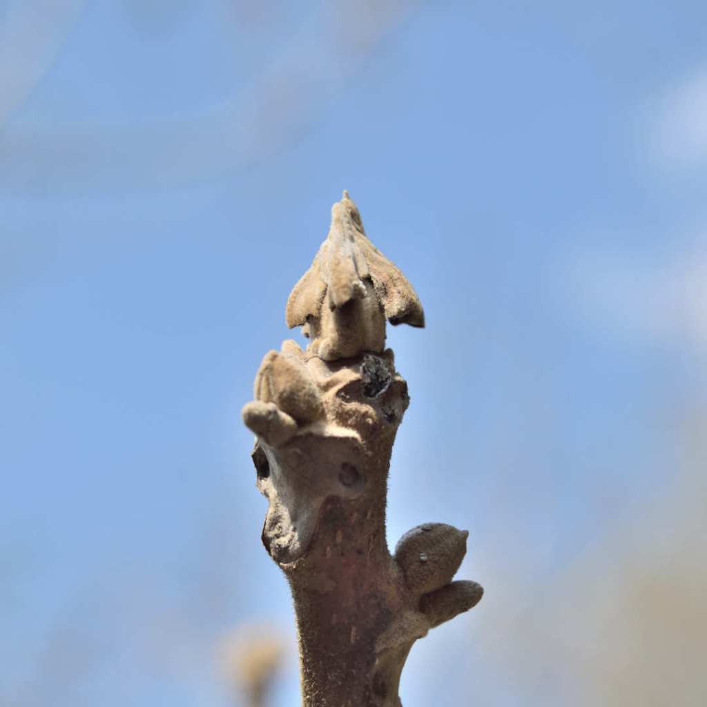 オニグルミの冬芽——そっと帽子を脱ぐとき