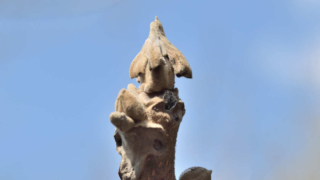 オニグルミの冬芽——そっと帽子を脱ぐとき