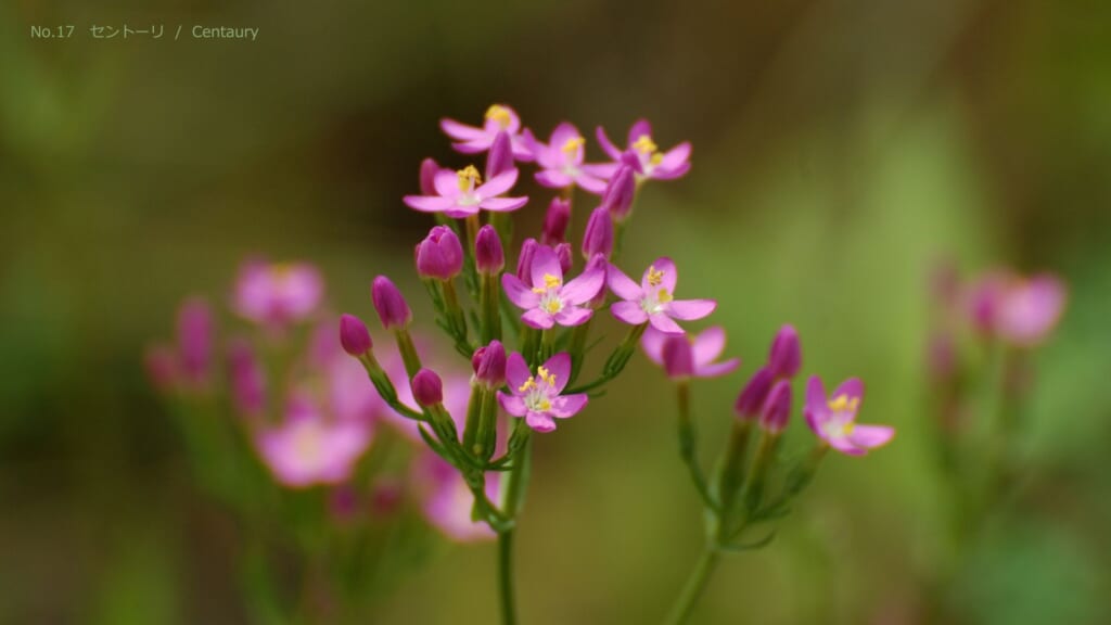 セントーリの花