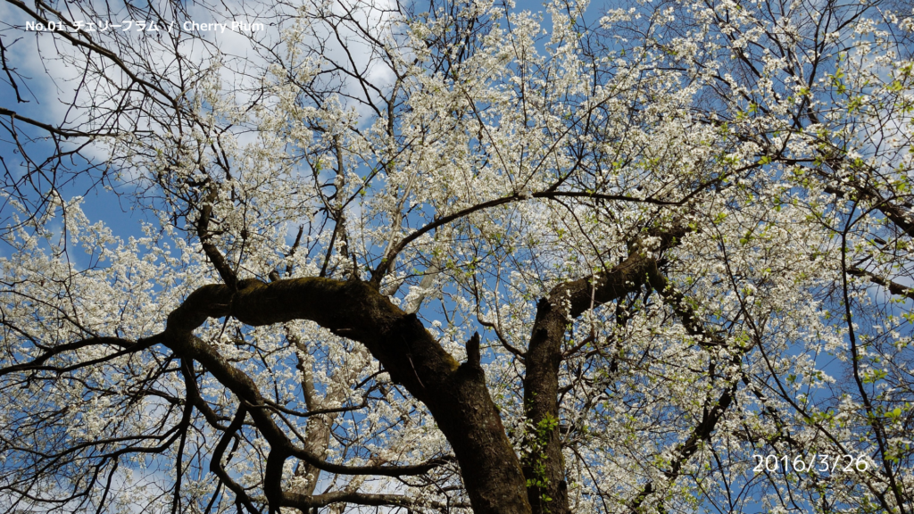 チェリープラムの花