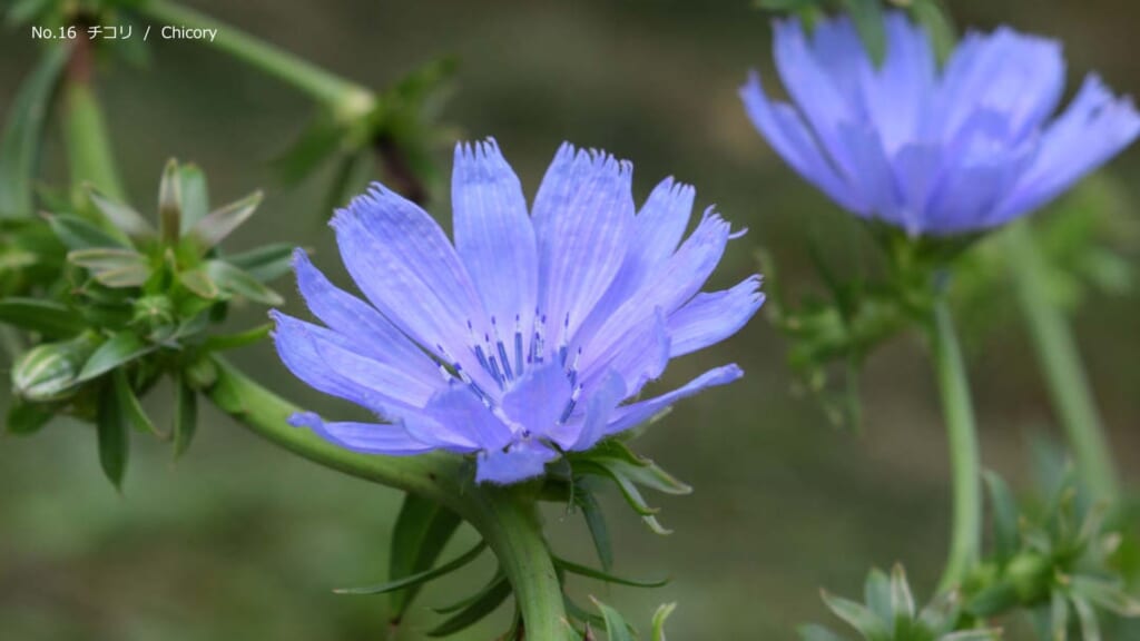 チコリの花