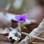花の言葉を聞く 体験会