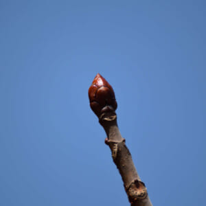 ホワイトチェスナットの冬芽