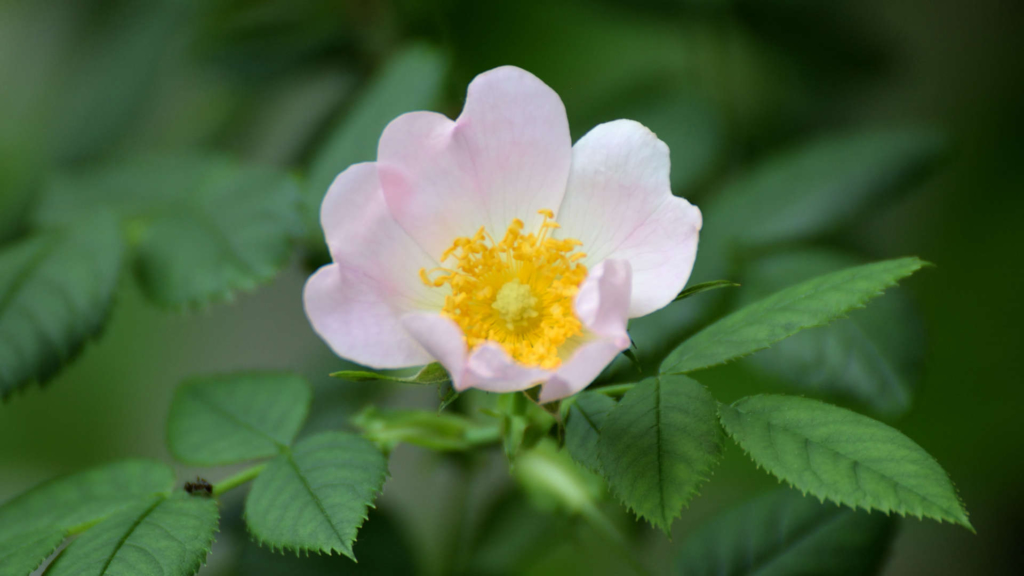 フラワーエッセンス講座 「植物と人のつながり」