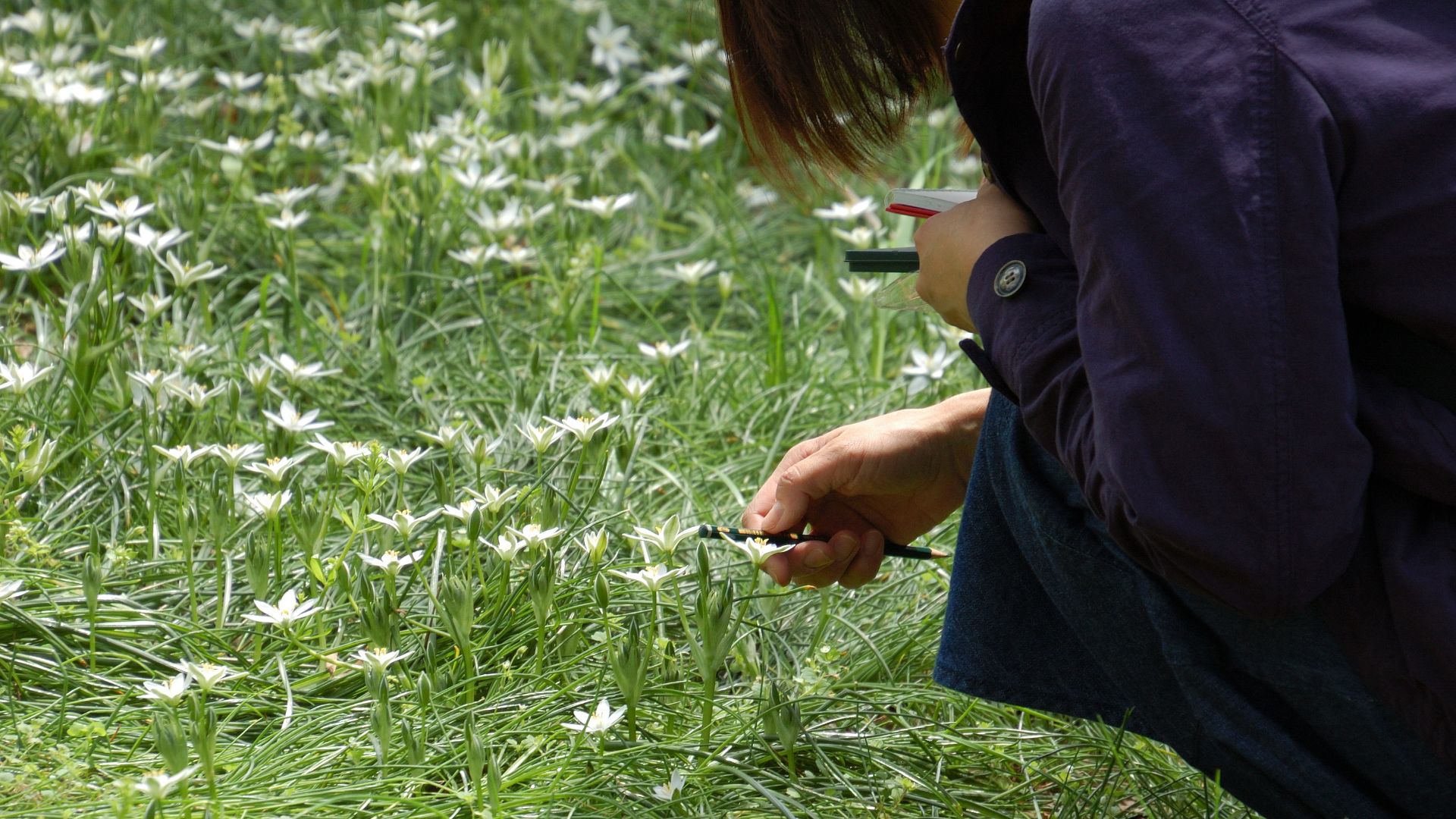 フラワーエッセンス植物観察上級講座｜スターオブベツレヘムを半年間育てる体験2025-2026
