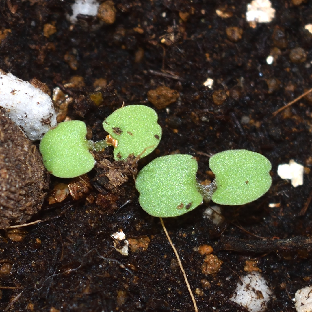 ウツボグサの発芽