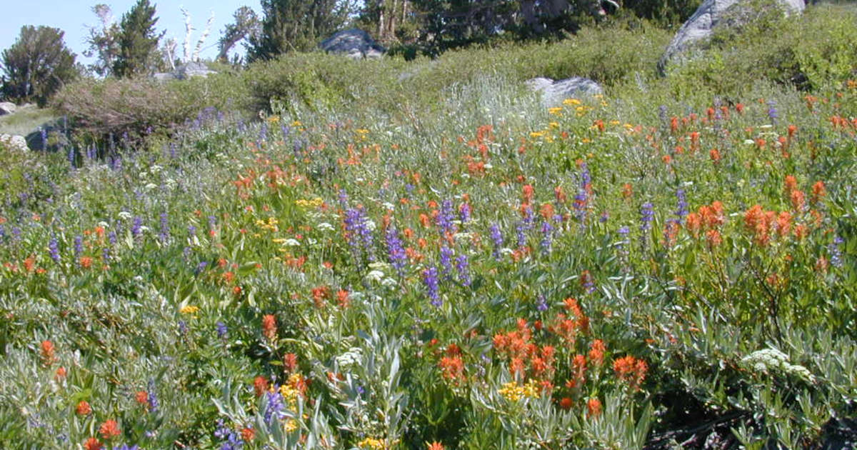 シエラネバダの高山帯に咲き混じる野の花（2000年・FES研修にて撮影）