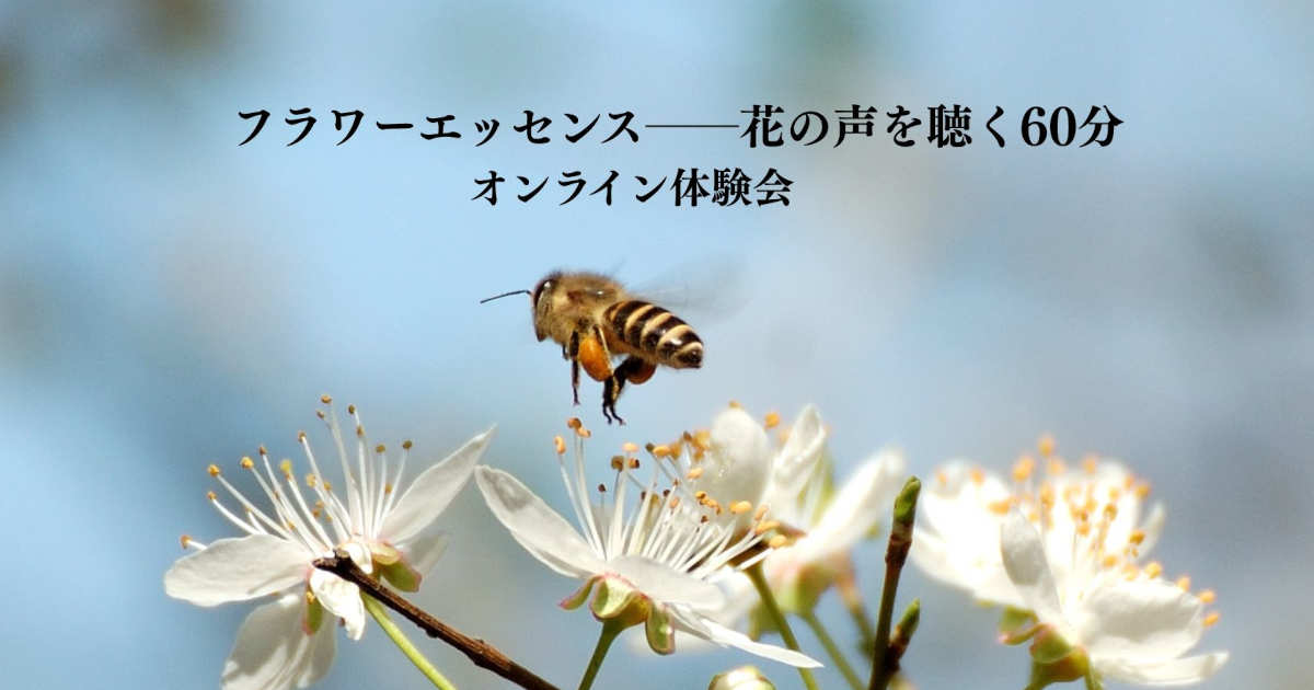 フラワーエッセンス──花の声を聴く60分|オンライン体験会