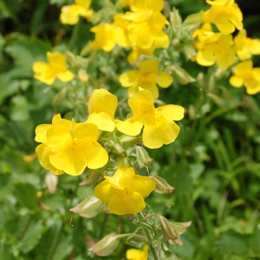 ミムルス Mimulus guttatus 黄色い花