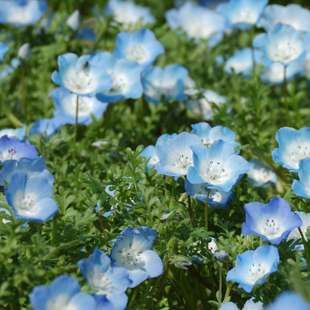 講座「花とたましい」FESヴァージョン——カリフォルニアの花20種と歩く10ヶ月