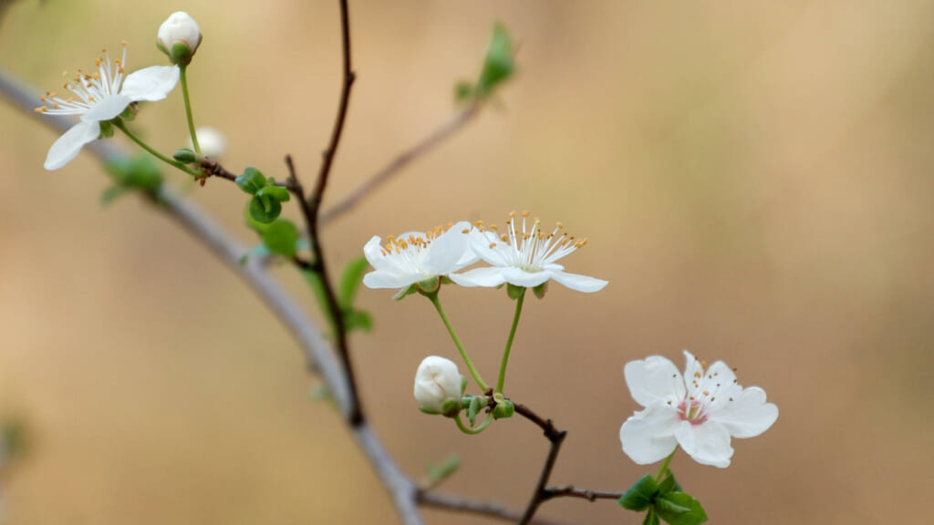 チェリープラムの開花(2015/3/21)