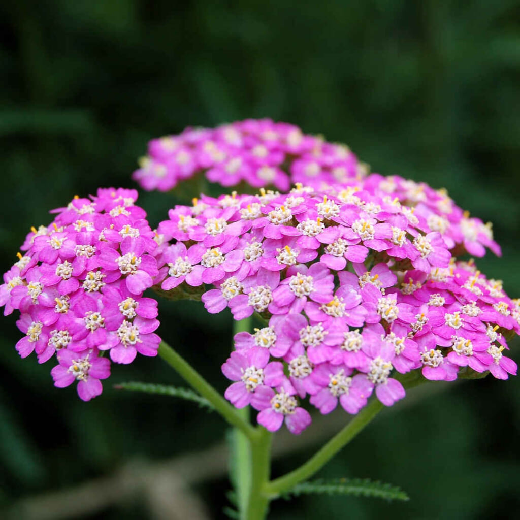ピンクヤローの花序