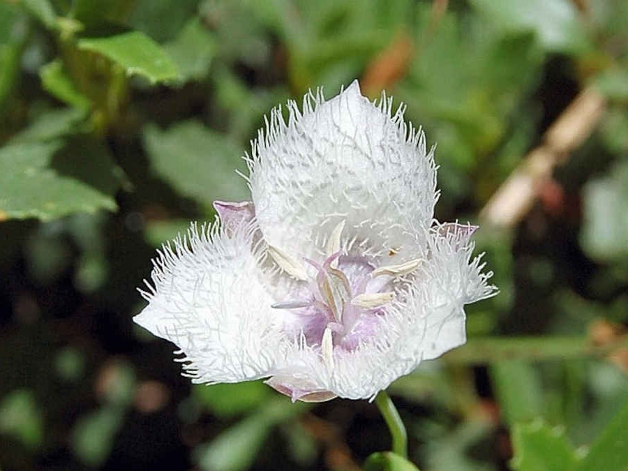 スターチューリップの花