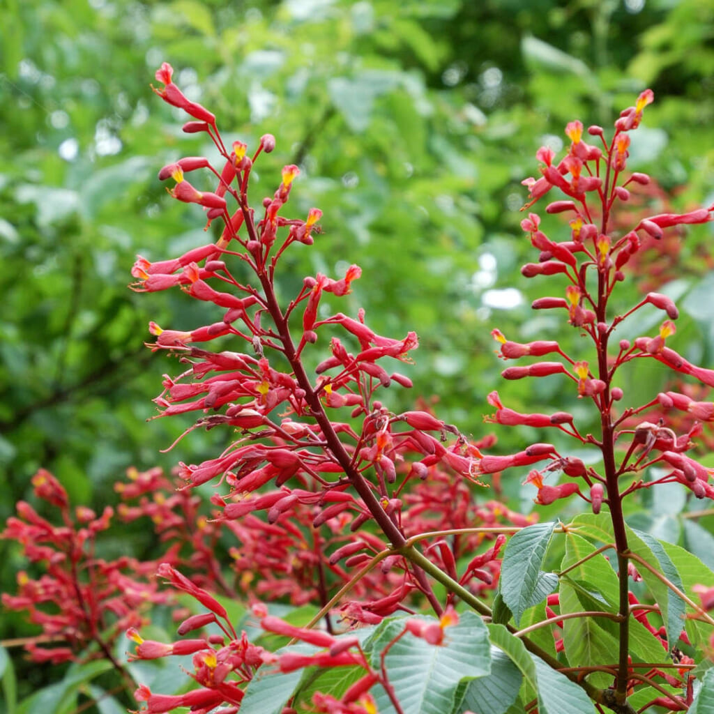アカバナアメリカトチノキの花序