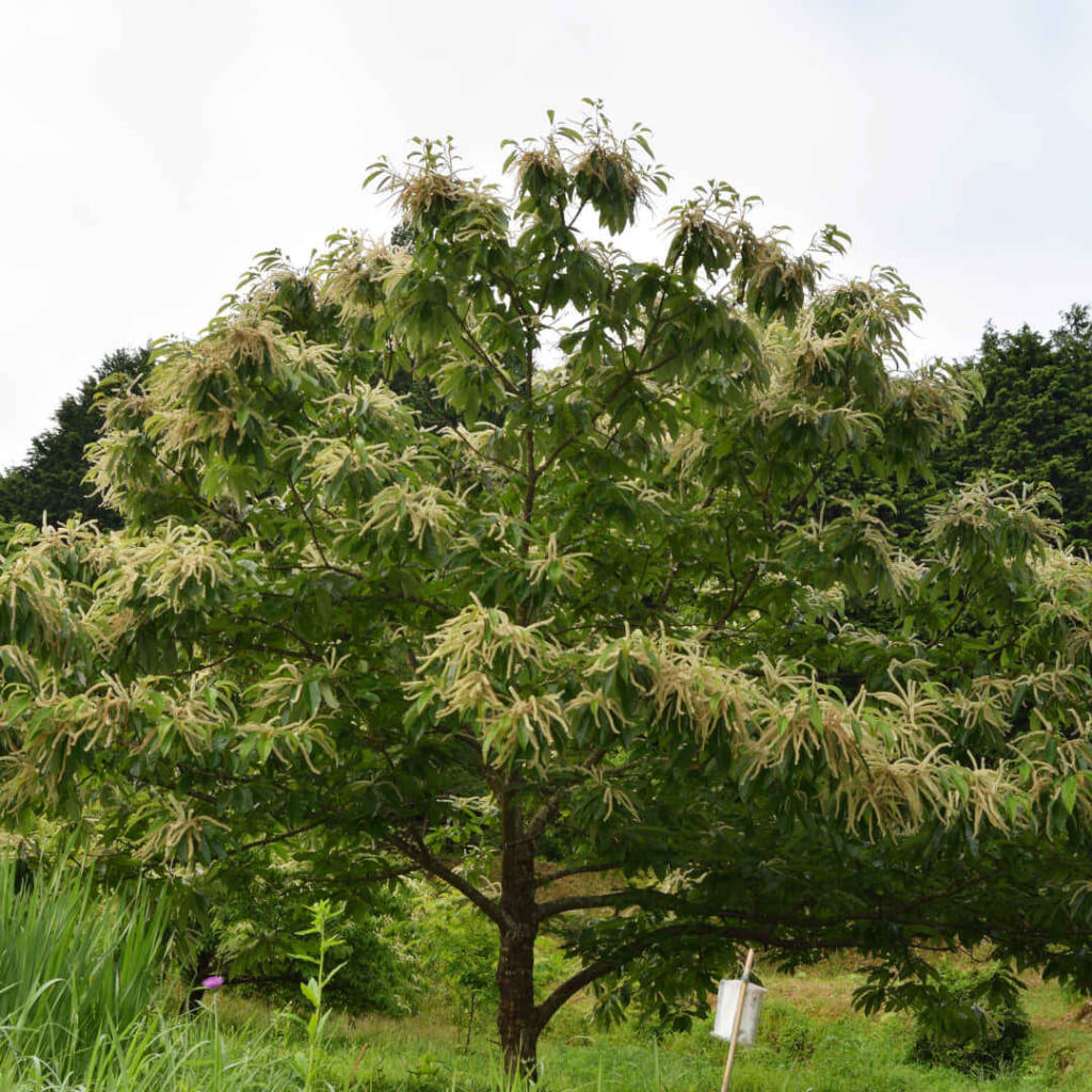 クリの木の全体(写真は日本のクリ)