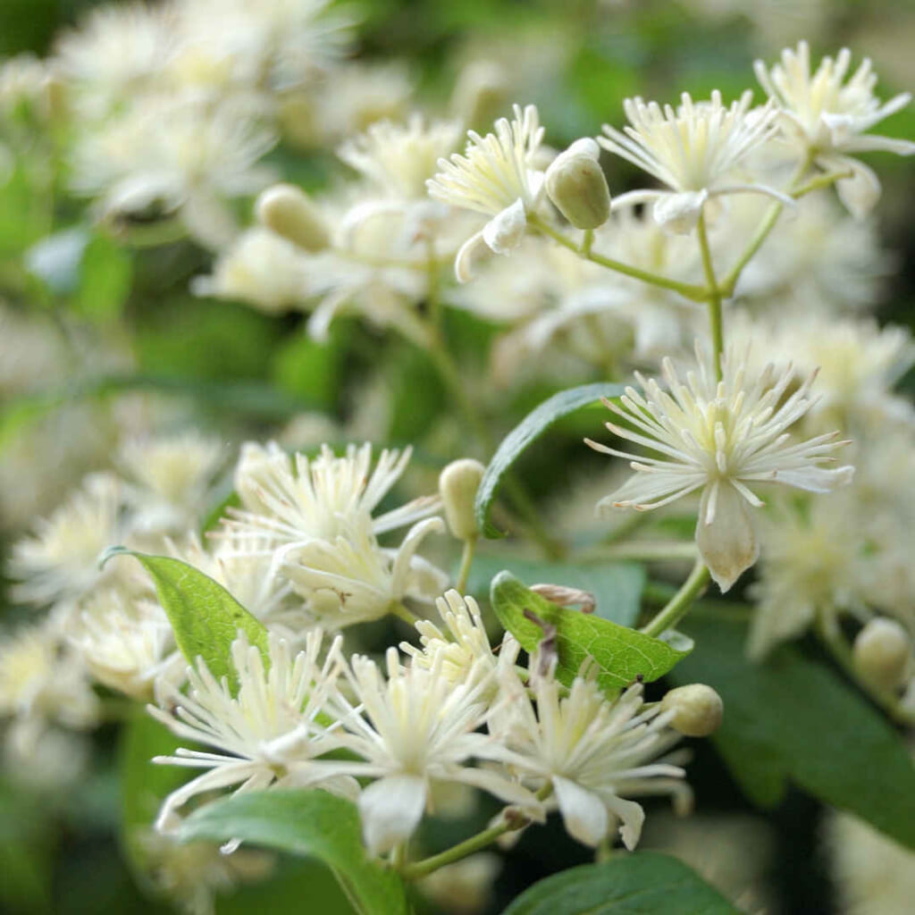 クレマティスの近縁種の、日本に自生するボタンヅルの花