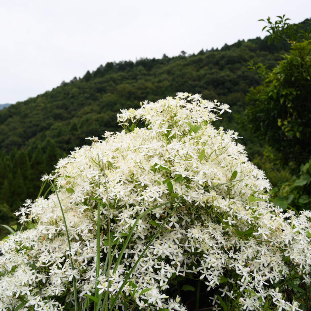 クレマティスの近縁種の、日本に自生するセンニンソウの花