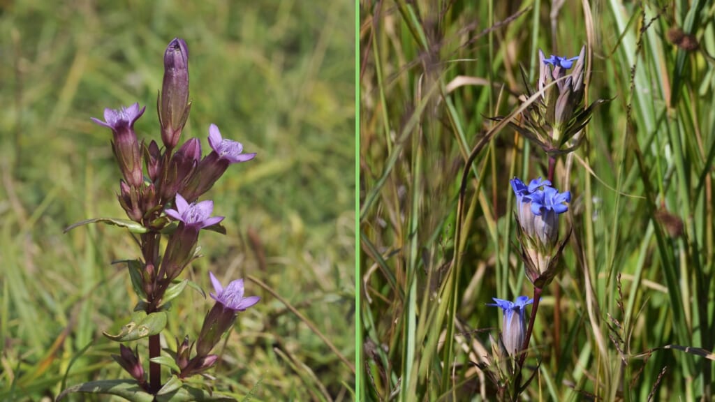 ゲンチアン（左）と日本のリンドウ（Gentiana scabra、右）の比較
