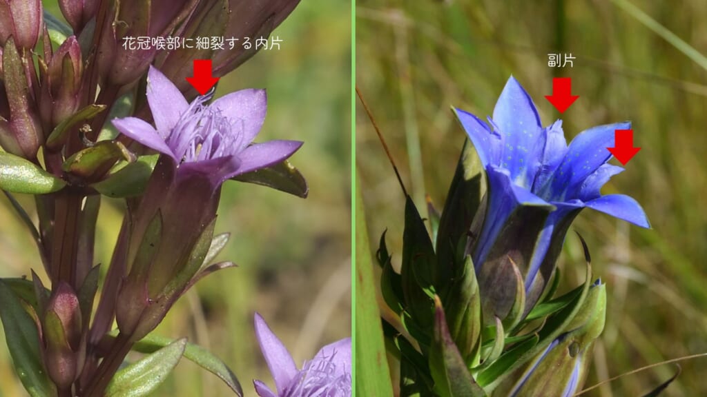 ゲンチアン（左）と日本のリンドウ（Gentiana scabra、右）の比較——花冠の喉部に細く裂けた内片があるのがゲンチアン、花冠裂片の間に副片があるのがリンドウ