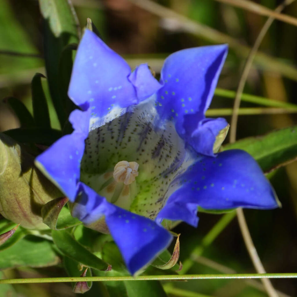 リンドウ（Gentiana scabra）の花