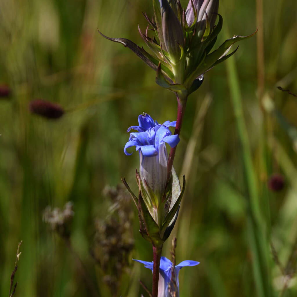 リンドウ（Gentiana scabra）