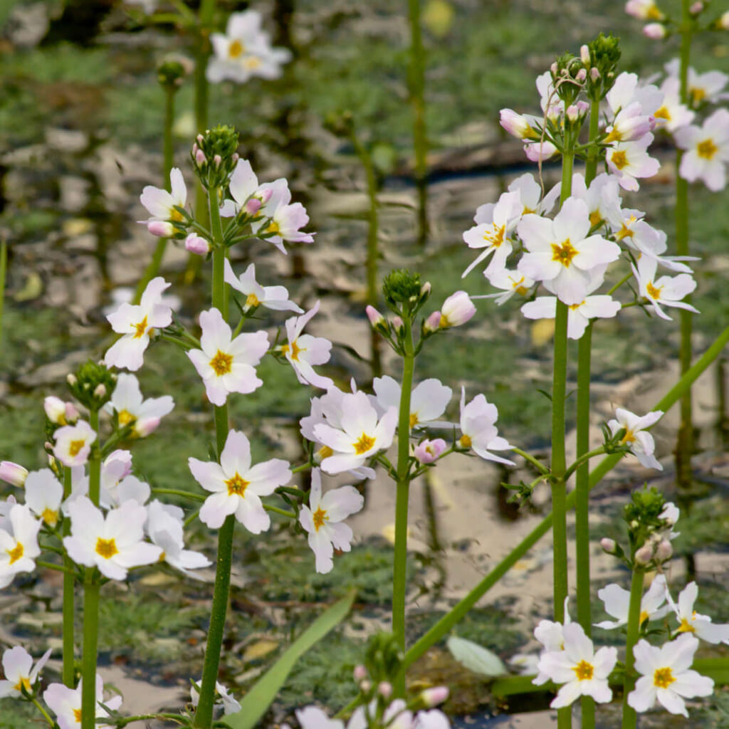 ウォーターバイオレット（Hottonia palustris）の花