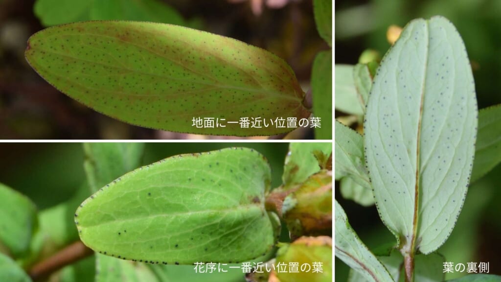 オトギリソウの葉の黒点を比べた3枚組。地面に一番近い位置の葉、花序に一番近い位置の葉、葉の裏側。地面に近い葉ほど黒点が多い。