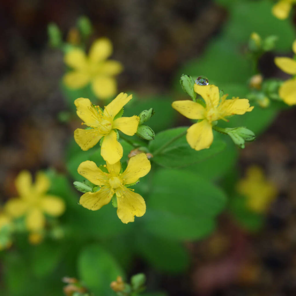 黄色い5枚の花びらを開いたオトギリソウの花。花びらの縁と蕾に黒い点が並んでいる