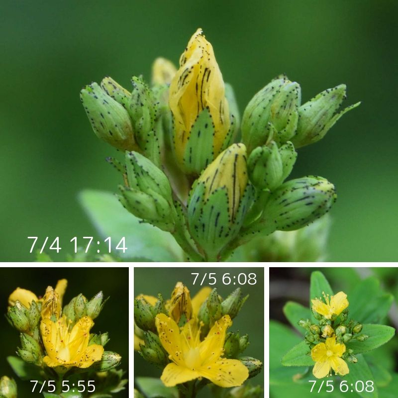 オトギリソウが咲きはじめるまでの4枚組。7月4日17時14分は蕾、7月5日5時55分に開きかけ、6時8分に開いた花。